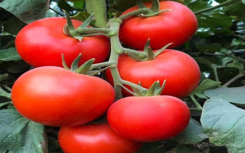 خرید و قیمت گوجه فرنگی گلخانه ای + فروش عمده