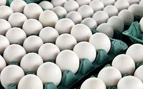 قیمت تخم مرغ ایران با کیفیت ارزان + خرید عمده