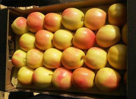 فروش سیب صادراتی ایران + قیمت خرید به صرفه