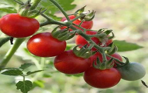 خرید  گوجه فرنگی خوشه ای  + قیمت فروش استثنایی