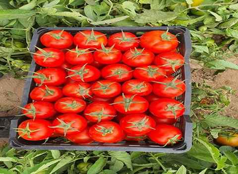 فروش  گوجه کامپری  یا بوته ای  + خرید به صرفه