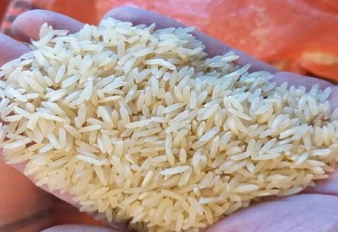 قیمت خرید برنج دودی هاشمی عمده به صرفه و ارزان