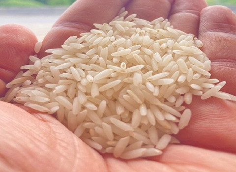قیمت خرید برنج کشت دوم اعیانی عمده به صرفه و ارزان