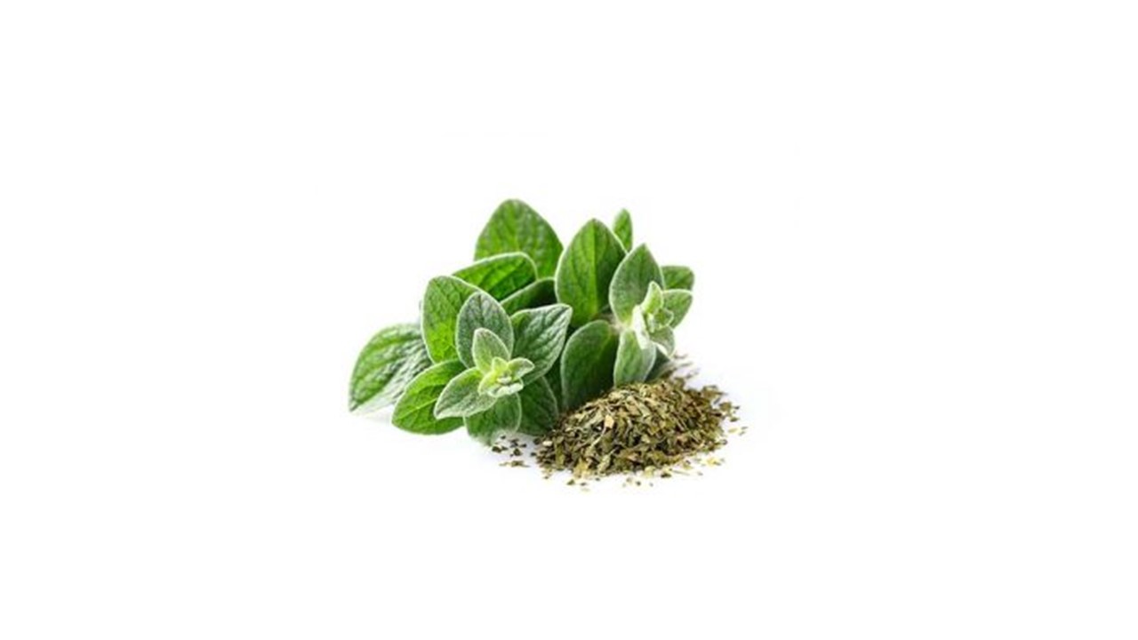 فروش دارو گیاهی پونه کوهی + قیمت خرید به صرفه