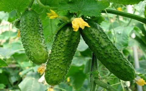 خرید خیار خاردار گلخانه ای + قیمت فروش استثنایی