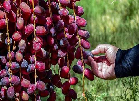 قیمت خرید خرما مضافتی خوشه ای + فروش ویژه