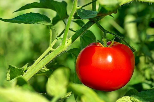 قیمت خرید گوجه فرنگی گلخانه ای + فروش ویژه