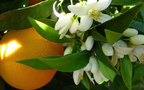 فروش گیاه دارویی بهار نارنج + قیمت خرید به صرفه