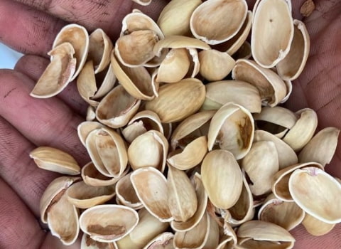 قیمت پوست پسته استخوانی + خرید باور نکردنی