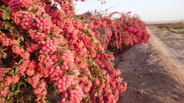 خرید و قیمت زرشک پفکی درجه یک + فروش عمده