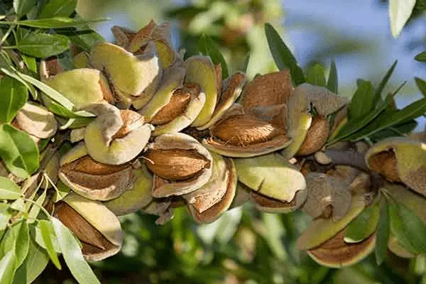 قیمت بادام محلی مامایی + پخش تولیدی عمده کارخانه