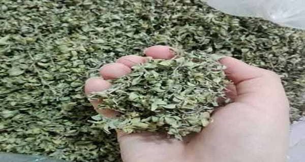 فروش گیاه کاکوت + قیمت خرید به صرفه