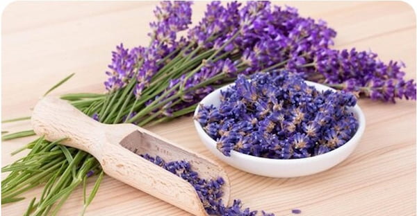 خرید و فروش اسطوخودوس خشک شده با شرایط فوق العاده