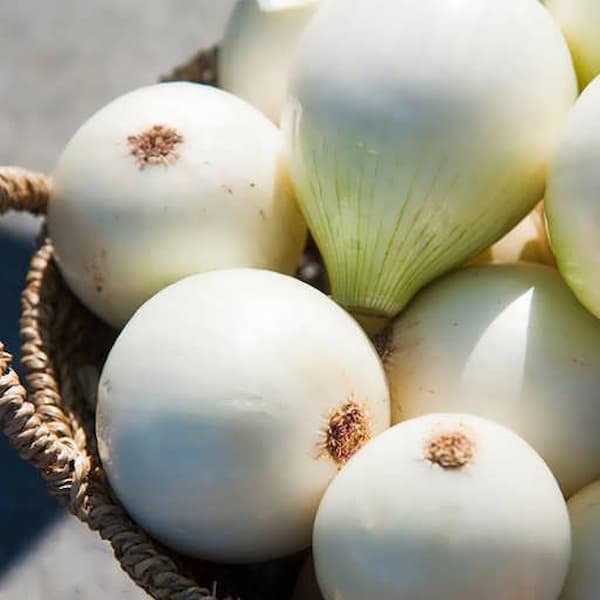 خرید و قیمت پیاز سفید صادراتی + فروش عمده