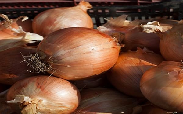 قیمت خرید پیاز زرد طلایی + فروش ویژه