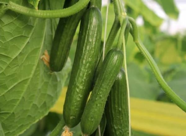 قیمت خیار گلخانه ای گالاردو + خرید باور نکردنی