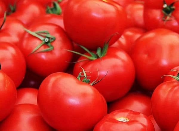قیمت گوجه فرنگی گلخانه ای یزد + خرید باور نکردنی
