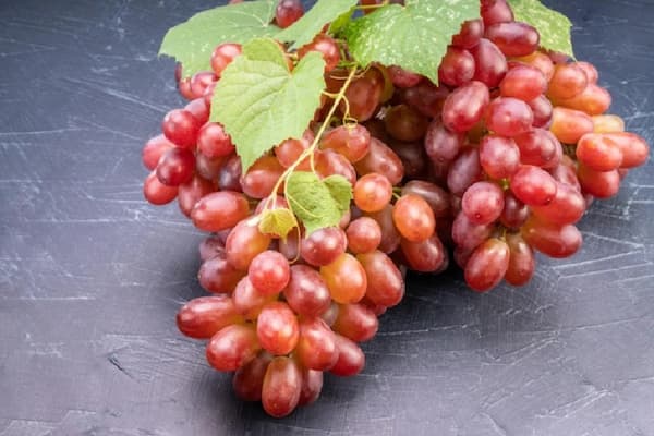 فروش انگور فخری مراغه + قیمت خرید به صرفه