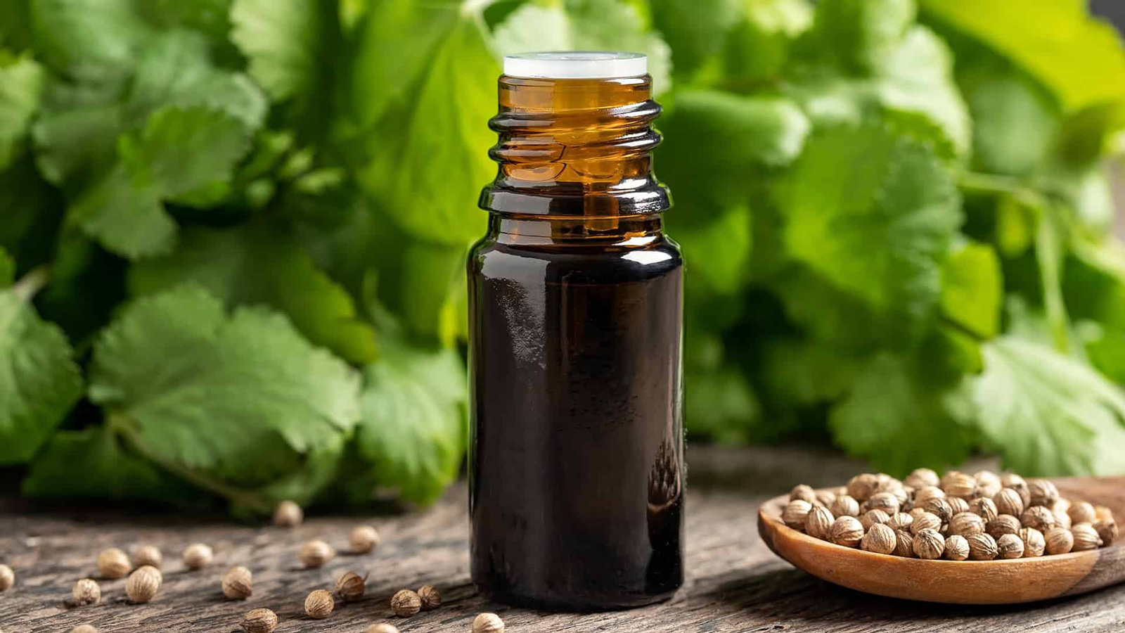 قیمت خرید اسانس تخم گشنیز عمده به صرفه و ارزان