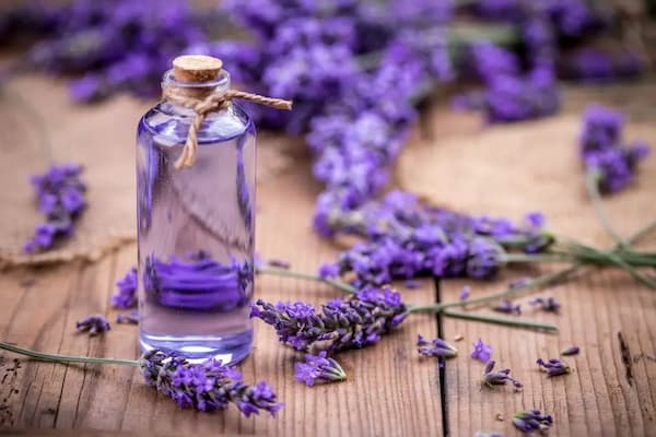 خرید و قیمت اسانس خوراکی لوندر + فروش عمده