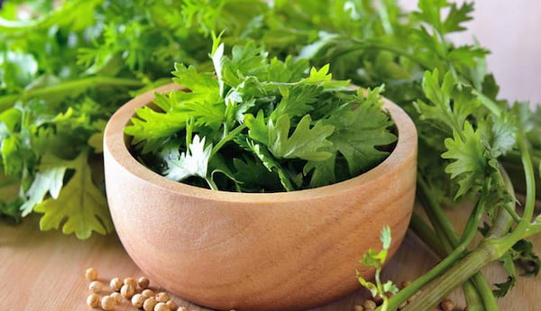 قیمت خرید برگ گشنیز خشک با فروش عمده
