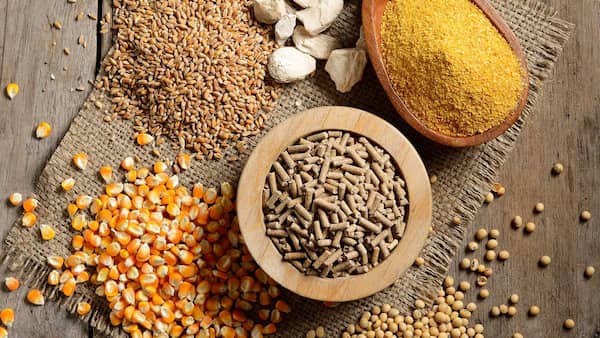 فروش مکمل گیاهی طیور + قیمت خرید به صرفه