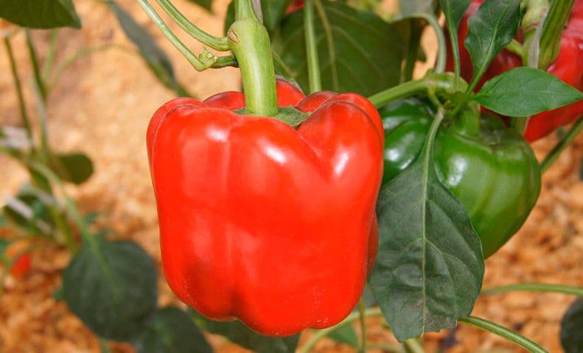 قیمت خرید فلفل دلمه غذایی با فروش عمده