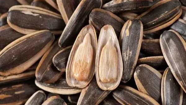 خرید و قیمت مغز تخمه آفتابگردان + فروش عمده