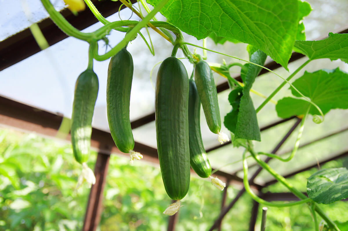 خیار سبز گلخانه ای + فروش ویژه