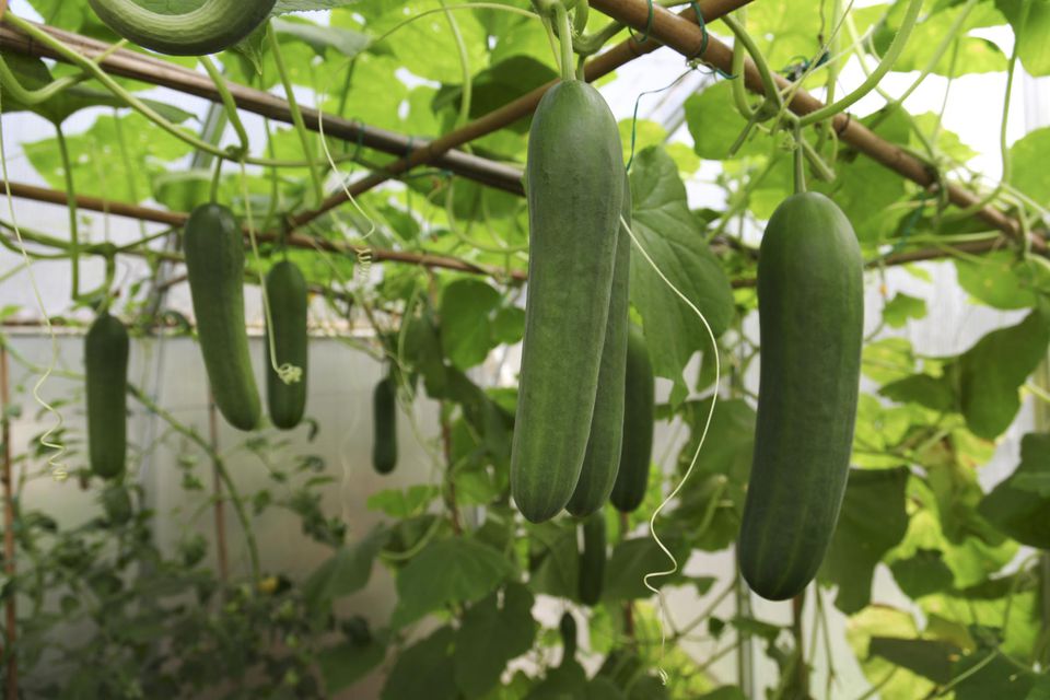 خرید خیار سبز درختی+ فروش ویژه