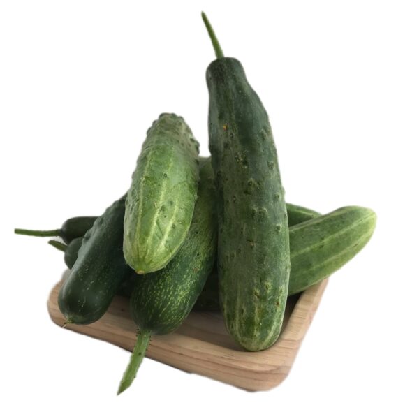 فروش خیار سبز محلی + خرید باورنکردنی