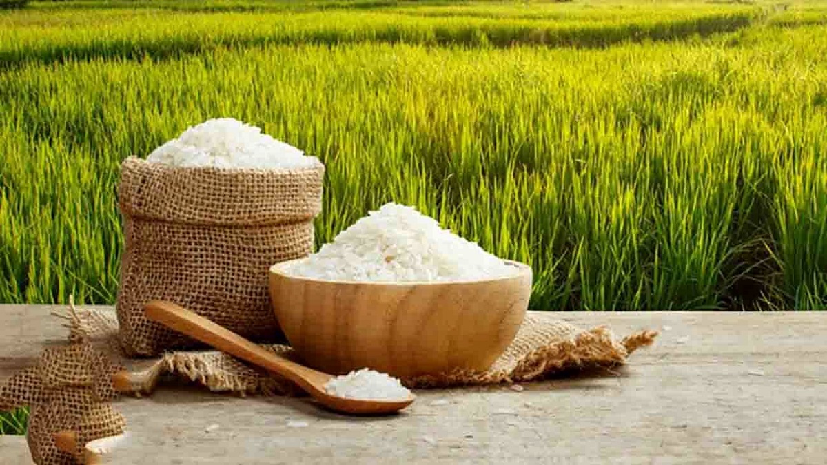 قیمت خرید برنج عنبربو شوشتر + فروش عمده