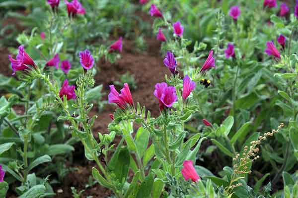 قیمت خرید گیاه دارویی گل گاوزبان با فروش عمده