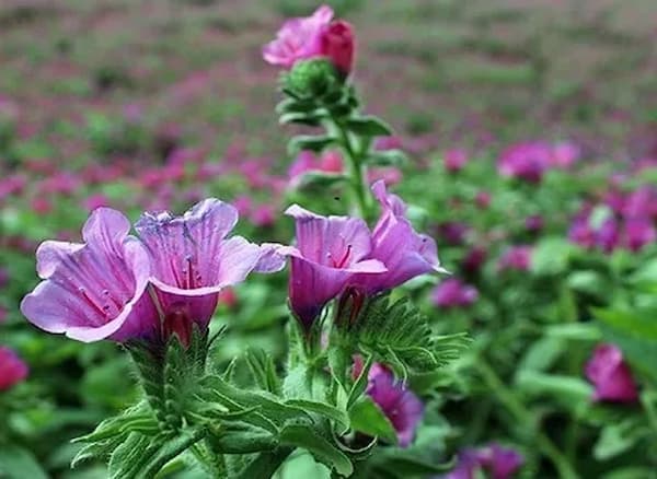قیمت خرید گل گاوزبان ایرانی با فروش عمده