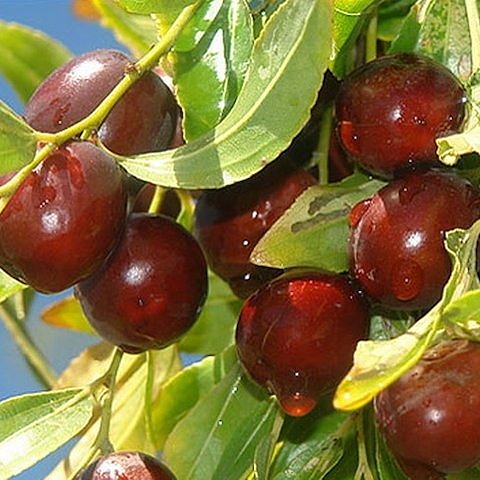خرید و فروش نهال عناب گرمسیری با شرایط فوق العاده