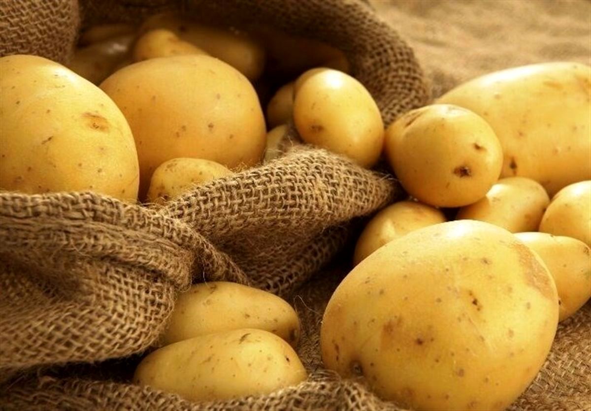 قیمت خرید سیب زمینی درجه یک + فروش ویژه