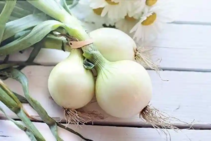 خرید پیاز سفید عمده + قیمت فروش استثنایی
