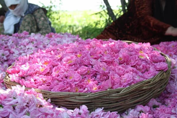 خرید گل محمدی شست پر + قیمت فروش استثنایی