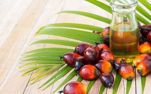 قیمت خرید روغن هسته خرما + فروش ویژه