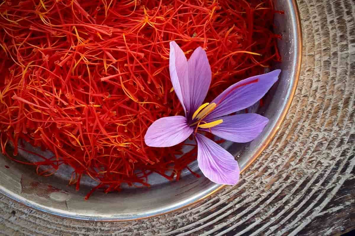 قیمت زعفران کوهی لرستان با کیفیت ارزان + خرید عمده