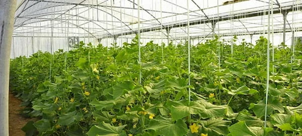 خرید و قیمت خیار درختی + فروش عمده