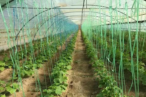 خرید خیار درختی  اصفهان + قیمت فروش استثنایی