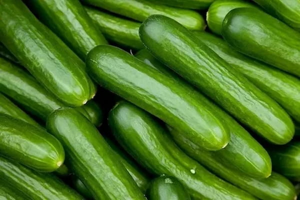 قیمت خرید خیار محلی مازندران عمده به صرفه و ارزان