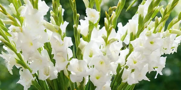 خرید گل شاخه بریده گلایول + قیمت فروش عمده
