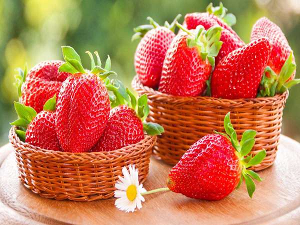 قیمت توت فرنگی ترش با کیفیت ارزان + خرید عمده