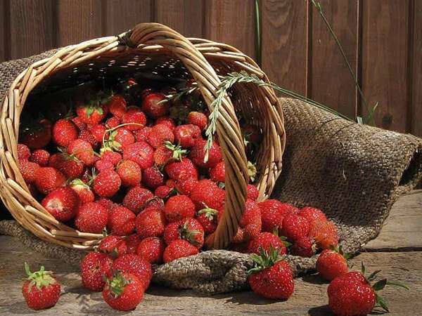 قیمت خرید توت فرنگی صادراتی + فروش ویژه