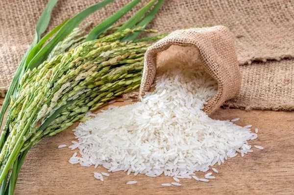 قیمت خرید برنج عنبربو دیدگاه با فروش عمده