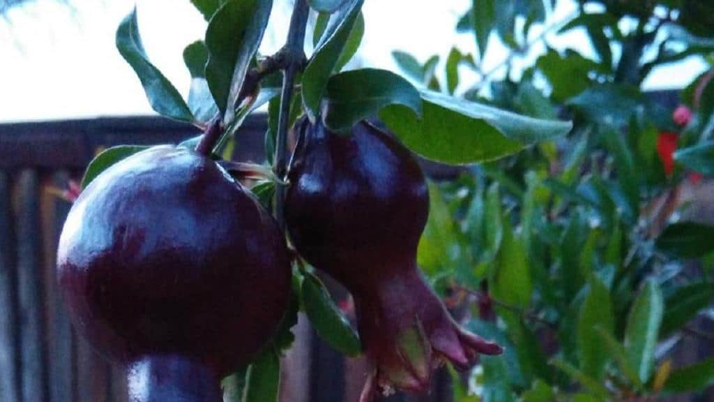 فروش انار سیاه طارم + قیمت خرید به صرفه