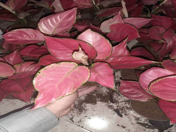 قیمت خرید آگلونما خال صورتی با فروش عمده