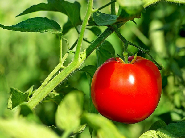 قیمت خرید گوجه فرنگی گلخانه ای + فروش ویژه